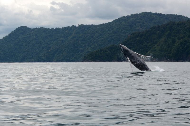Aguas del Pacífico Colombiano acogen a ballenas jorobadas