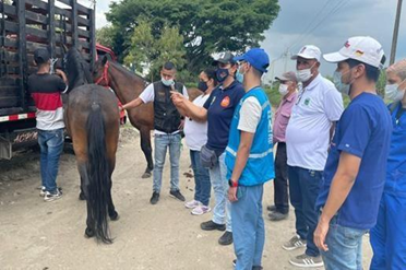 Alcaldía de Palmira emite decreto que regula la realización de cabalgatas