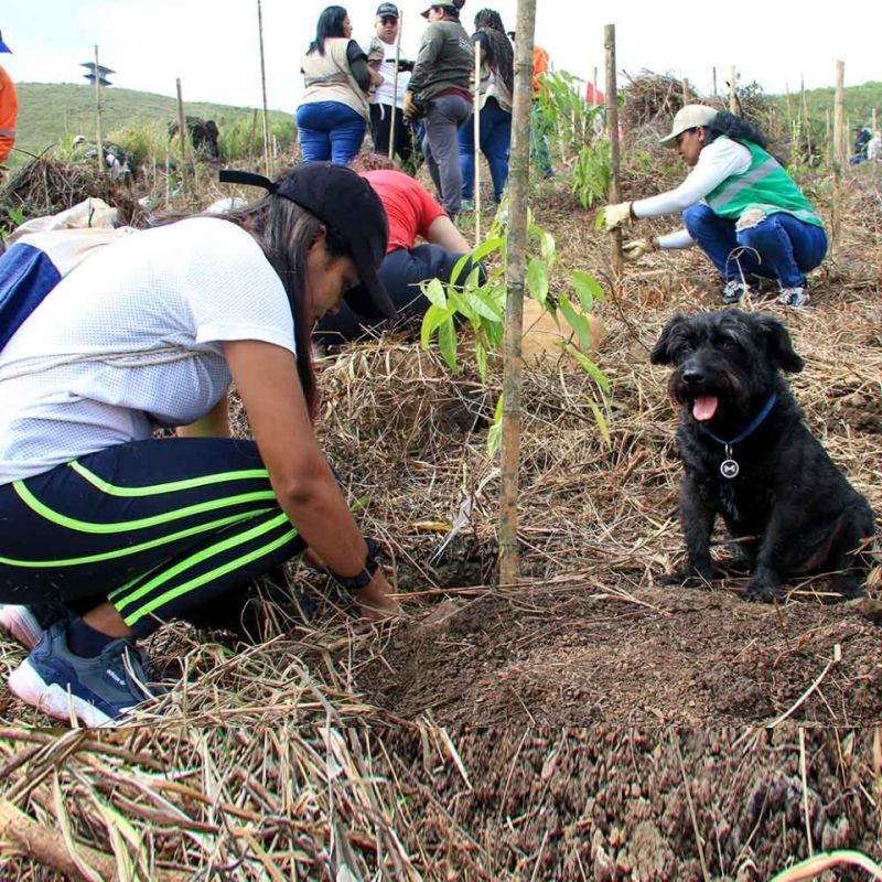 El Valle lidera cumplimiento nacional con siembra de 6 millones de árboles