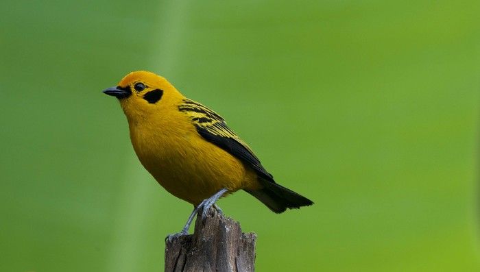 Invitan a caleños y vallecaucanos a participar del Birdfair 2024