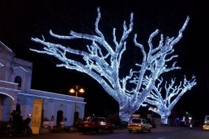 Palmira inaugura alumbrado navideño el próximo lunes