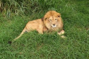 Murió Júpiter, el león más emblemático de Cali