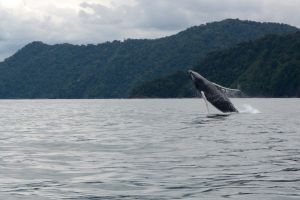 Aguas del Pacífico Colombiano acogen a ballenas jorobadas