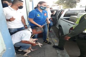 Rescatados trece perros y tres gatos que mantenían encerrados