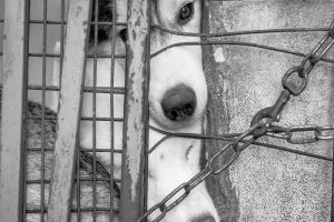Rechazan crimen de canino en barrio Parques de La Italia